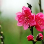 chuc mung nam moi hai anh